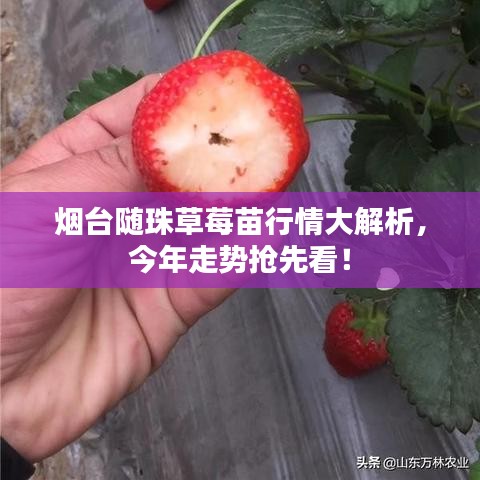 烟台随珠草莓苗行情大解析，今年走势抢先看！