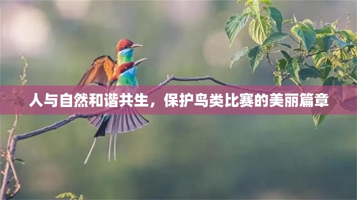 人与自然和谐共生，保护鸟类比赛的美丽篇章