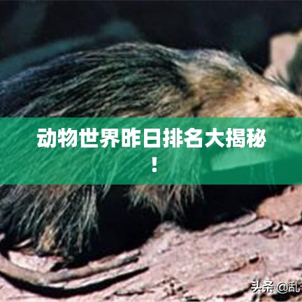 动物世界昨日排名大揭秘！