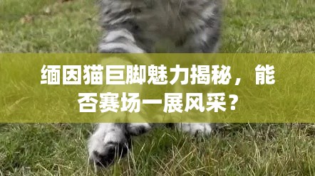 缅因猫巨脚魅力揭秘，能否赛场一展风采？