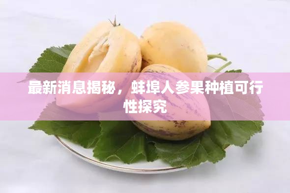 最新消息揭秘，蚌埠人参果种植可行性探究