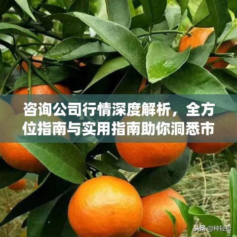 咨询公司行情深度解析，全方位指南与实用指南助你洞悉市场趋势
