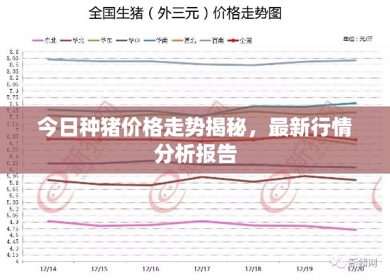 今日种猪价格走势揭秘，最新行情分析报告