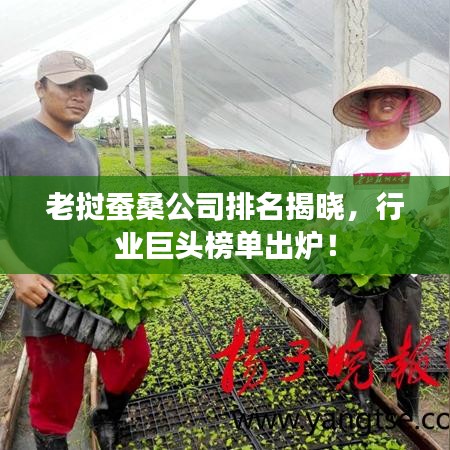 老挝蚕桑公司排名揭晓，行业巨头榜单出炉！