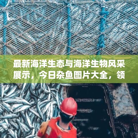 最新海洋生态与海洋生物风采展示，今日杂鱼图片大全，领略海洋魅力